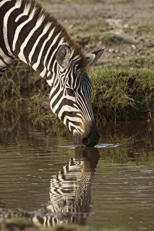 Burchell's Zebra drinking and reflection in pool of water, Equus burchellii Burchell's Zebra drinking and reflection in pool of water, Equus burchellii