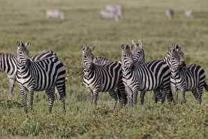 Burchell's Zebra herd with attention on nearby lion, Serengeti National Park Burchell's Zebra herd with attention on nearby lion, Serengeti National Park