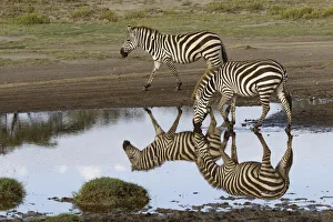 Burchell's Zebra and reflection, Equus burchellii, Serengeti National Park, Tanzania Burchell's Zebra and reflection, Equus burchellii, Serengeti National Park, Tanzania