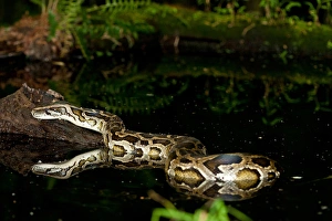 Burmese Python Print, Native to China and Malaysia