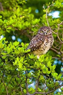 Marco Island Florida Prints: Burrowing owls