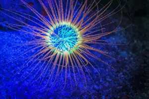 Burrowing Tube Anemone, Night Fluorescing, Puerto Galera, Philippines Burrowing Tube Anemone, Night Fluorescing, Puerto Galera, Philippines