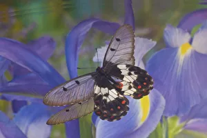 Butterfly Cressida with clear wings reflection with blue Dutch iris Butterfly Cressida with clear wings reflection with blue Dutch iris
