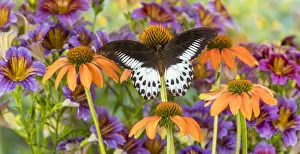 Butterfly Papilio polymnestor on orange coneflowers and painted tongue Butterfly Papilio polymnestor on orange coneflowers and painted tongue