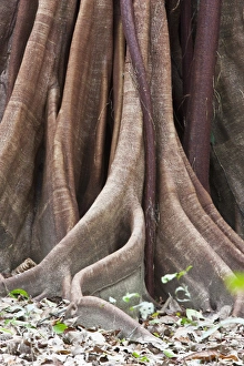 Buttress Root and trunk detail of a Ceiba Tree (Ceiba pentandra Buttress Root and trunk detail of a Ceiba Tree (Ceiba pentandra