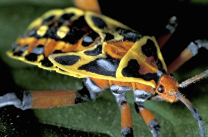 CA, Panama, Barro Colorado Island colorful plant bug CA, Panama, Barro Colorado Island colorful plant bug