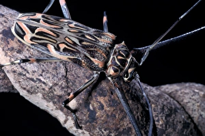 CA, Panama, Barro Colorado Island long-horned beetle with enlarged front feet CA, Panama, Barro Colorado Island long-horned beetle with enlarged front feet