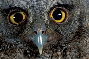 CA, Panama, Barro Colorado Island tropical screech owl portrait (Otus choliba) CA, Panama, Barro Colorado Island tropical screech owl portrait (Otus choliba)