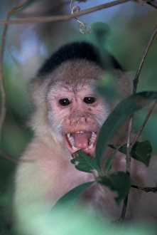 CA, Panama, Barro Colorado Island white face monkey portrait (Cebus capucinus) CA, Panama, Barro Colorado Island white face monkey portrait (Cebus capucinus)