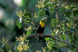 CA, Panama, Soberania NP Keel-billed Tucan in tree (Ramphastos sulfuratus brevicarinatus) CA, Panama, Soberania NP Keel-billed Tucan in tree (Ramphastos sulfuratus brevicarinatus)