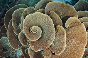 Cabbbage sheet coral (Agaricia sp.), Rainbow Reef, Fiji. South Pacific Cabbbage sheet coral (Agaricia sp.), Rainbow Reef, Fiji. South Pacific