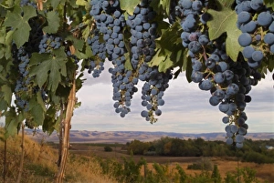 Cabernet Sauvignon grapes hanging in the vineyard of Basel Cellars in Walla Walla Cabernet Sauvignon grapes hanging in the vineyard of Basel Cellars in Walla Walla