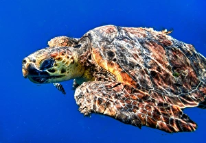 Cabo Pulmo, Mexico, Caretta caretta, Loggerhead Sea Turtle underwater swimming in Cabo Pulmo, Mexico, Caretta caretta, Loggerhead Sea Turtle underwater swimming in