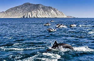 Cabo Pulmo, Mexico, Common Dolphin, Delphinus delphis, swimming in the Sea of Cortez Cabo Pulmo, Mexico, Common Dolphin, Delphinus delphis, swimming in the Sea of Cortez
