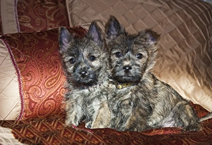 Two Cairn Terrier puppies sitting together on a bed with red and tan fabric Two Cairn Terrier puppies sitting together on a bed with red and tan fabric