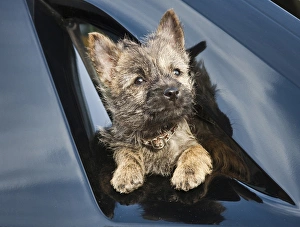 A Cairn Terrier puppy coming through a shinny black surface A Cairn Terrier puppy coming through a shinny black surface