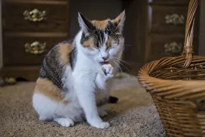 Calico cat cleaning her paw by licking it. (PR) Calico cat cleaning her paw by licking it. (PR)