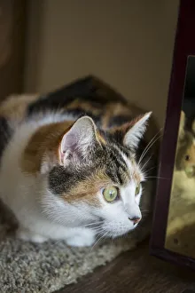 Calico cat curiously peeking around the front door, looking at what is going on outside Calico cat curiously peeking around the front door, looking at what is going on outside