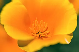 California Poppy detail (Eschscholzia californica), Antelope Valley, California USA California Poppy detail (Eschscholzia californica), Antelope Valley, California USA
