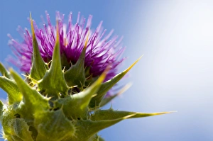 California thistle, Cirsium arvense, Lafayette Reservoir, Lafayette, California California thistle, Cirsium arvense, Lafayette Reservoir, Lafayette, California