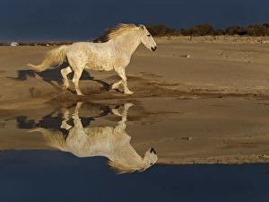 Camarge horses and reflection, southern France Camarge horses and reflection, southern France