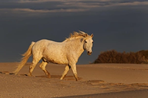 Camargue Horse on beach at sunrise, southern, France Camargue Horse on beach at sunrise, southern, France