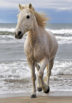 Camargue horse running along beach, southern France Camargue horse running along beach, southern France