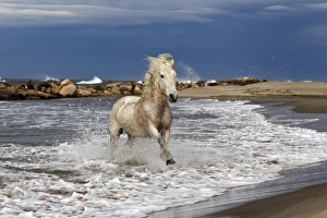 Camargue horse running out of surf, southern France Camargue horse running out of surf, southern France
