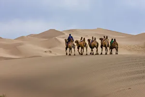 Camel Caravan in the Dunes. Gobi Desert. Mongolia Camel Caravan in the Dunes. Gobi Desert. Mongolia
