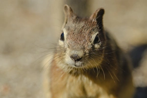 Campground Beggar, Golden Mantled Ground Squirrel Campground Beggar, Golden Mantled Ground Squirrel