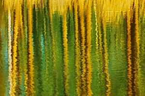Canada, Alberta, Elk Island National Park. Aspen trees reflected in a pond. Credit as Canada, Alberta, Elk Island National Park. Aspen trees reflected in a pond. Credit as
