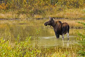 Canada, Alberta, Kananaskis Country. Female moose in pond Canada, Alberta, Kananaskis Country. Female moose in pond