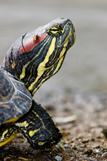 Canada, British Columbia Canada, British Columbia