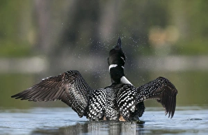 Canada, British Columbia. An adult, breeding plumage Common Loon (Gavia Immer) flaps Canada, British Columbia. An adult, breeding plumage Common Loon (Gavia Immer) flaps