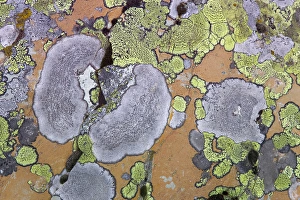 Canada, British Columbia. Close-up of lichen on rock Canada, British Columbia. Close-up of lichen on rock
