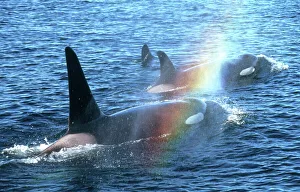 Canada, British Columbia, Johnstone Straight, Orcas (Orcinus orca) Canada, British Columbia, Johnstone Straight, Orcas (Orcinus orca)