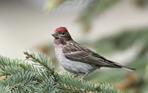 Canada, British Columbia, Kamloops. Close-up of male Cassins finch in pine tree Canada, British Columbia, Kamloops. Close-up of male Cassins finch in pine tree