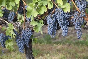 Canada, British Columbia, Osoyoos. View of purple grapes in vinyards Canada, British Columbia, Osoyoos. View of purple grapes in vinyards