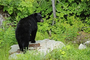 Canada, British Columbia, Pemberton. American black bear at edge of forest. Credit as Canada, British Columbia, Pemberton. American black bear at edge of forest. Credit as