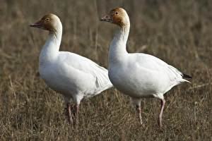 Canada, British Columbia, Westham Island, Snow Goose (Chen caerulescens) Canada, British Columbia, Westham Island, Snow Goose (Chen caerulescens)