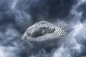 Canada. Composite of female snowy owl in flight Canada. Composite of female snowy owl in flight
