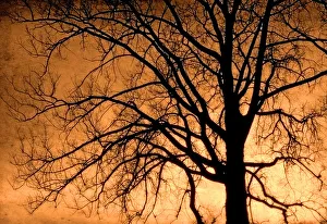 Canada. Cottonwood tree silhouette. Credit as: Mike Grandmaison / Jaynes Gallery / DanitaDelimont Canada. Cottonwood tree silhouette. Credit as: Mike Grandmaison / Jaynes Gallery / DanitaDelimont
