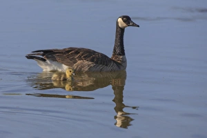 Canada Goose with chick. San Francisco Bay. California Canada Goose with chick. San Francisco Bay. California