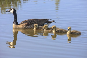 Canada Goose with chicken. San Francisco Bay. California Canada Goose with chicken. San Francisco Bay. California