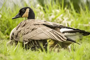 Canada Goose chicks hide under their mothers wings for warmth and protection Canada Goose chicks hide under their mothers wings for warmth and protection