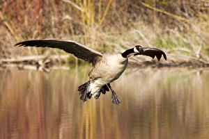 Canada Goose prepares to land in small pond in the Lolo National Forest, Montana, USA Canada Goose prepares to land in small pond in the Lolo National Forest, Montana, USA