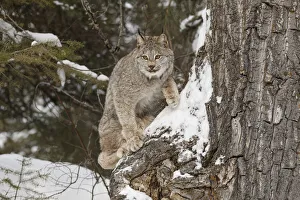 Canada lynx in winter, Lynx canadensis, controlled situation Canada lynx in winter, Lynx canadensis, controlled situation