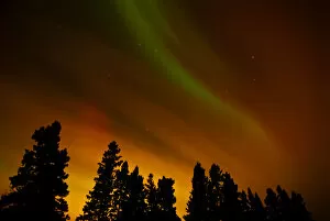 Images Dated 7th November 2004: Canada, Manitoba, Birds Hill Provincial Park. Aurora borealis and trees. Credit as