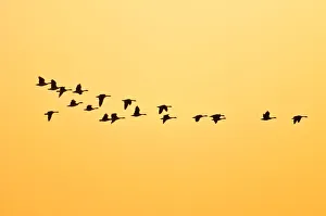 Canada, Manitoba, Oak Hammock Marsh. Canada geese in flight at sunset Canada, Manitoba, Oak Hammock Marsh. Canada geese in flight at sunset