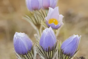 Canada, Manitoba. Prairie crocus flowers close-up Canada, Manitoba. Prairie crocus flowers close-up